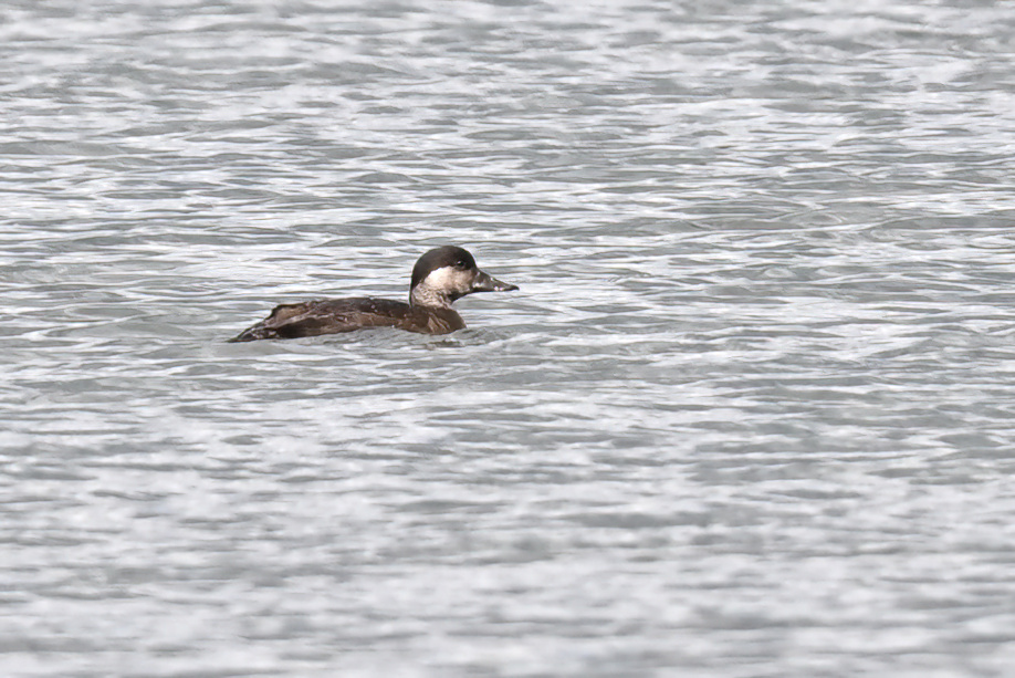 Common Scoter distantly from the Heron watchpoint at Stocker's Lake this morning #hertsbirds