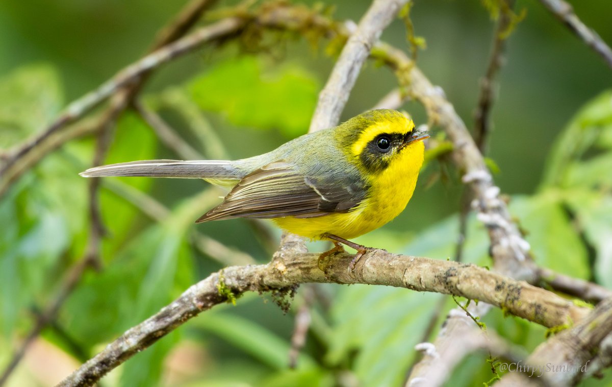 Yellow-bellied Fairy-Fantail at Doi Inthanon National Park, Thailand. #BirdsSeenIn2024 #birds #birdwatching #birding #naturephotography #TwitterNatureCommunity #birdphotography