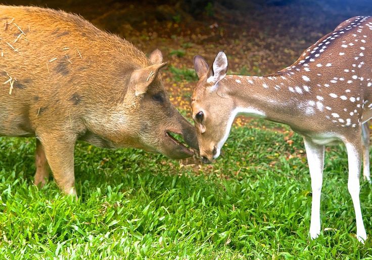 Deers with pigs