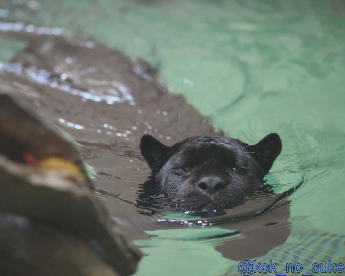 世界よ、これが国内のジャガー飼育施設で最も深い水深2メートルのプールを泳ぐマヤの姿だ！！
📷2024.4/29
#東山動物園 #ジャガー #マヤ