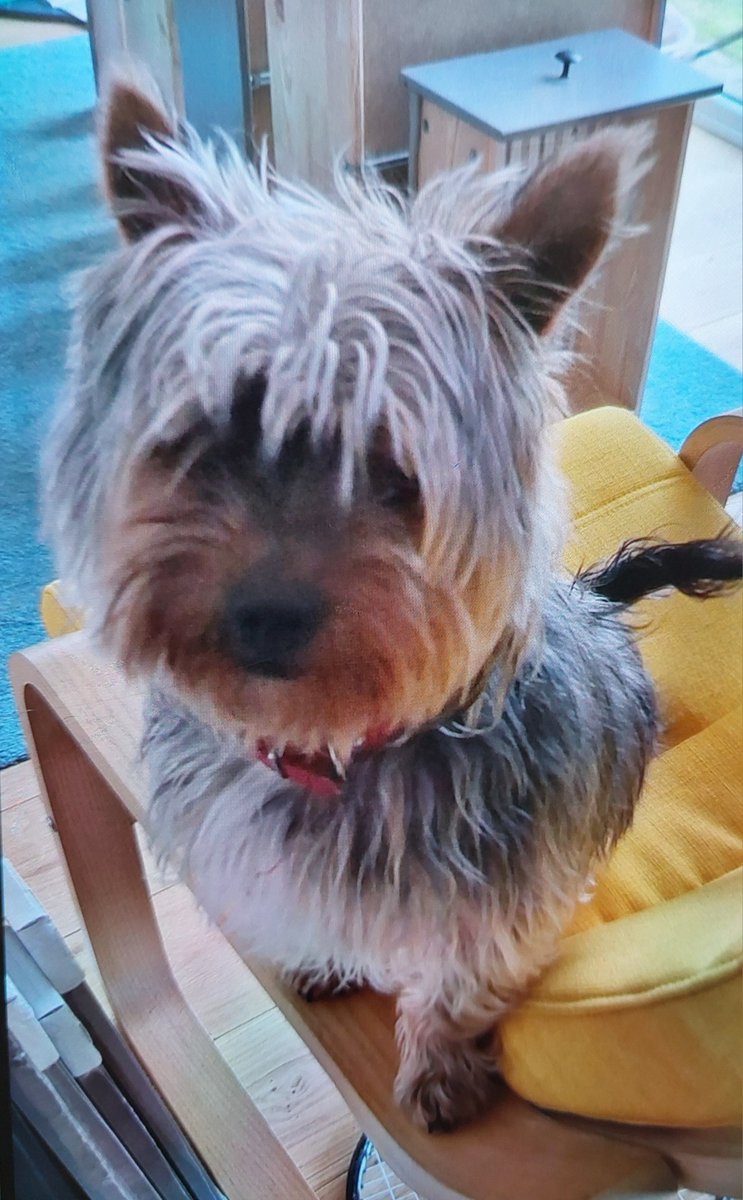 We are looking to trace the owners of this beautiful Yorkshire Terrier. He was found on the A84, Stirling near Dobbies Garden Centre on the morning of Sat 27 Apr 2024. He has a chip but the details are not up to date. Any info: call us on 101 quoting Inc 1040 of 27th April.