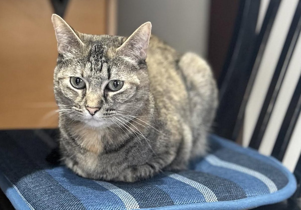 On my stool, baking a loaf for #kittyloafmonday I hope you have a wonderful week filled with things that make you smile and laugh💖 #CatsOfX #CatsOfTwitter #TabbyTroop #Mondayvibes