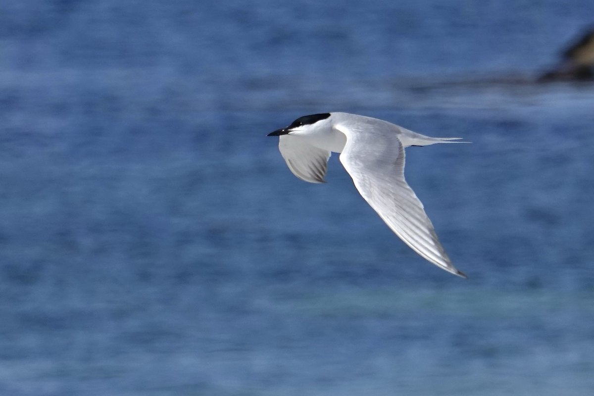 Great day out to the Uists with ⁦@SkyeBirdsBob⁩ ⁦@JJskyebirding⁩ and ⁦@bigmartyboy⁩. Had amazing 🤩 views of a Gull-billed Tern at Orosay, South Uist. Thanks to Andrew Stevenson and John Kemp for advice and help in locating the bird🙏