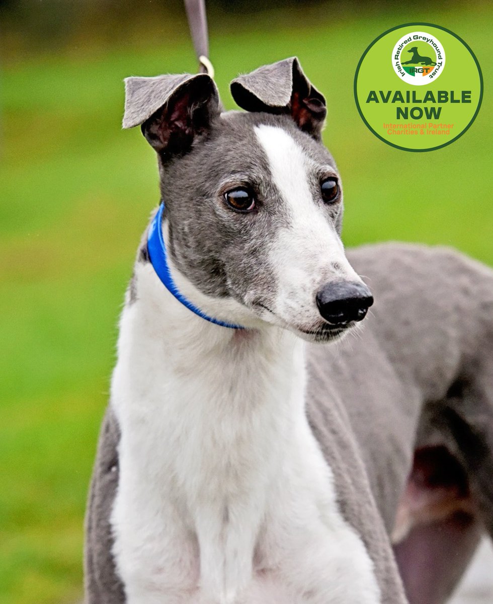 👋 Say hi to Wolfie Wolfie is a very gentle character with all he meets including children. A sweet and affectionate soul who would really enjoy life as a family companion – he is an easy hound to love! DOB: 6/09/2018 Colour: Blue & white Gender: M #IRGT #AdoptAGreyhoundMonth