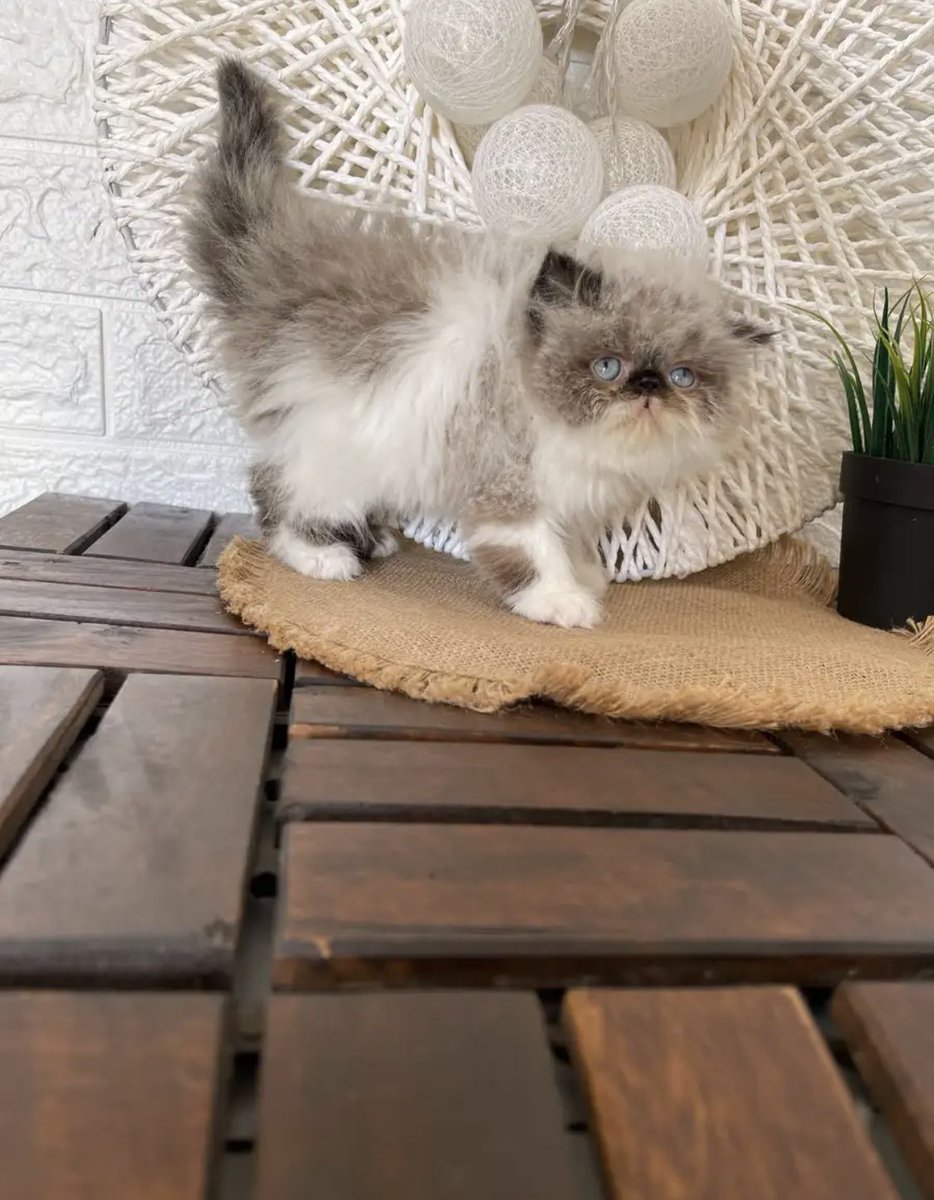 كيتن ذكر راغ دول بكي فيس زرار نادر مستوى عالي جدا خرافي ماشاء الله قزووم اطراف قصيره وعريضه عيون واسعه كريستال جمجمه عريضه جميل لعوب دبدوب شعركثيف العمر ٥٨يوم للاسعار اضافه سناب  snapchat.com/add/wolfnawaf اوواتس 0546196972 #الرياض_الان #الاتحاد_الهلال #كريستيانو_رونالدو #محمد_رمضان