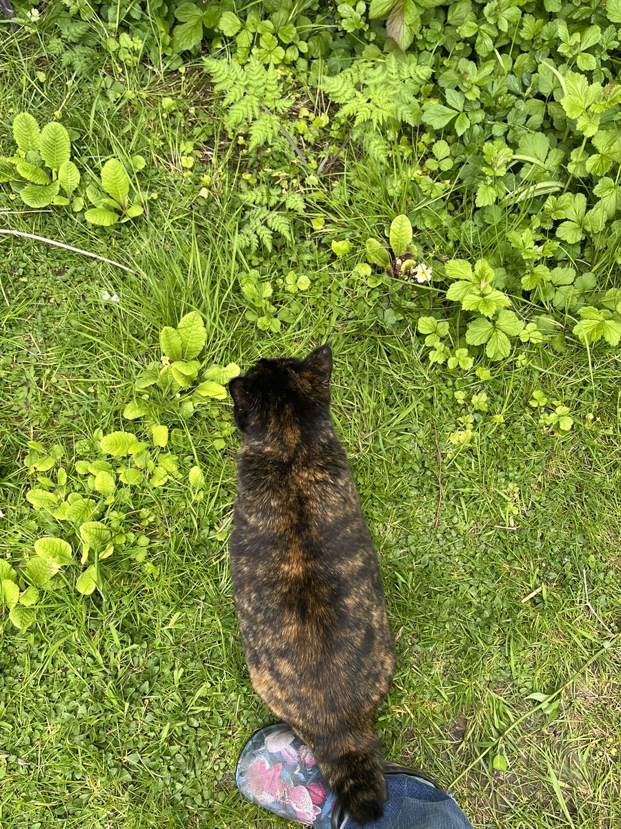 Esme is following me around the garden this morning #gardencat #catcompanion #CatsOfTwitter #CatsOfX