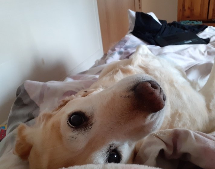 My wee pup 
Chilling in bed  
Laying on her side 
Head on pillow 
I'm sure she thinks she's human 
Cause I always treat her so,
She thinks shes a baby 
And me her mum.
#vss365
#untoldstory 
#loveletters
💌❣
My regular morning wake up call