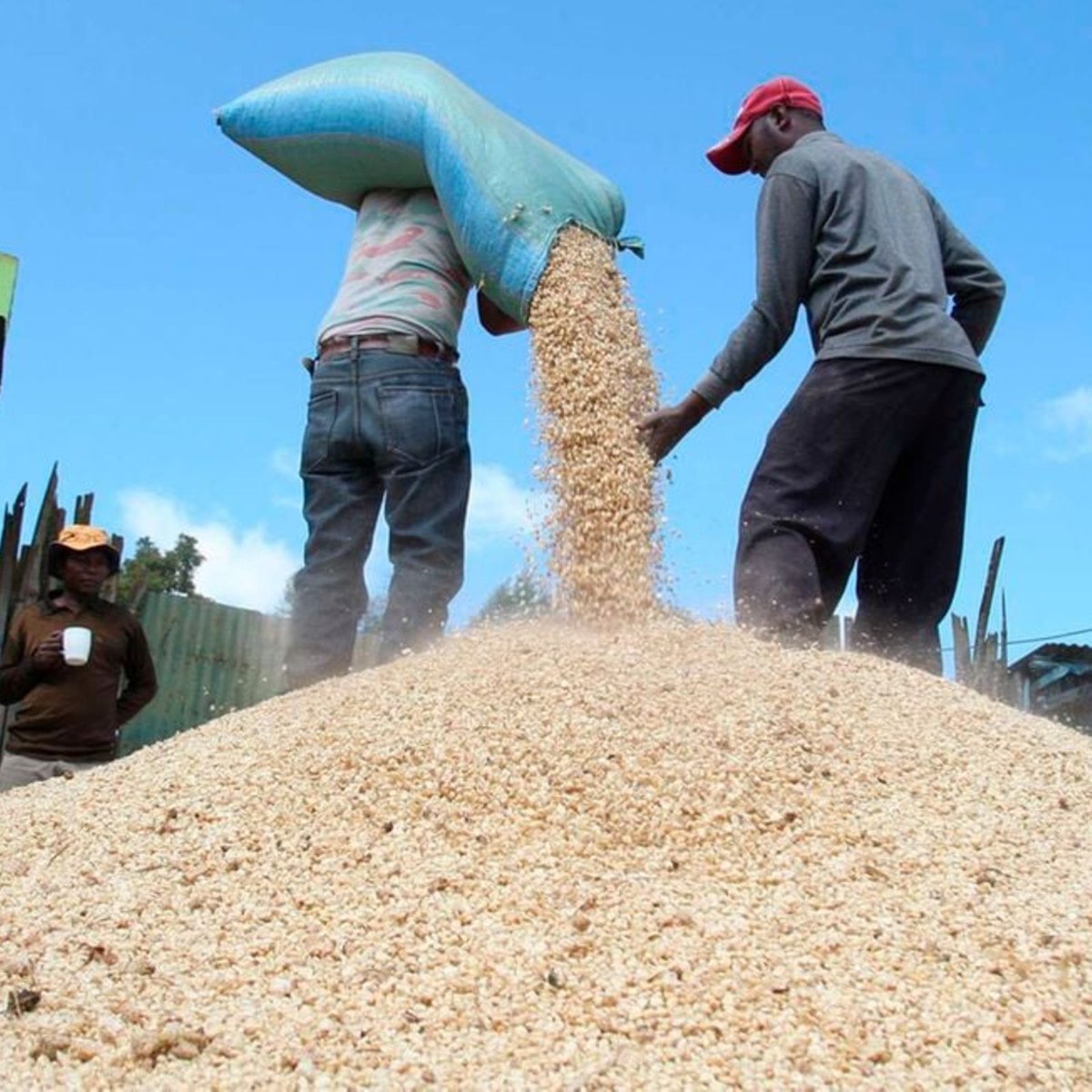 According to state security intelligence report leaked to COZWVA notifying JOC & President ED, by August Zim wil be facing a serious crisis of meal meal due to draught caused by cyclone El Nino. Apparently a bucket of maize is not going for US$10 compared to U$3 same time last yr