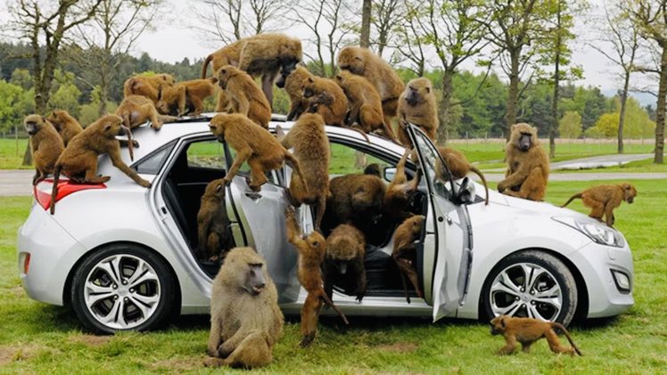 Let’s pray so that these baboons can drive this car.

Oya bring your Bible and Koran. 🙏🏿 🤲🏽