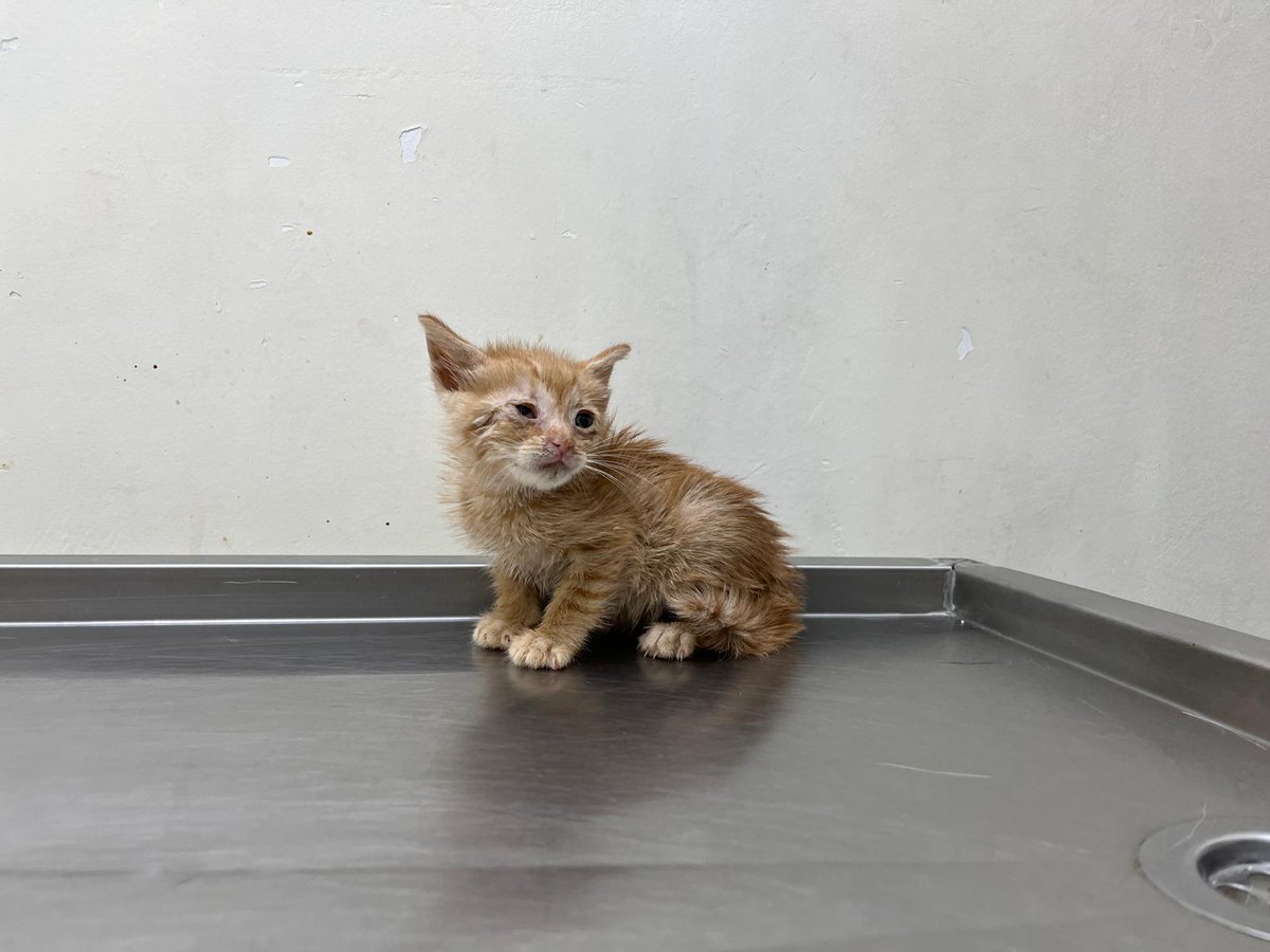 Annesiz sokakta bulunmuş 1 aylık erkek .Veterinere bırakılmış. Gözlerinde sıkıntı olduğu için her gün göz damlası kullanması gerekiyor. Kuru mama yiyor.Vücut ısısı biraz düşük. Kafeste büyümek zorunda kalmasın, ona gerçekten iyi bakabilecek yuva aranıyor. İst