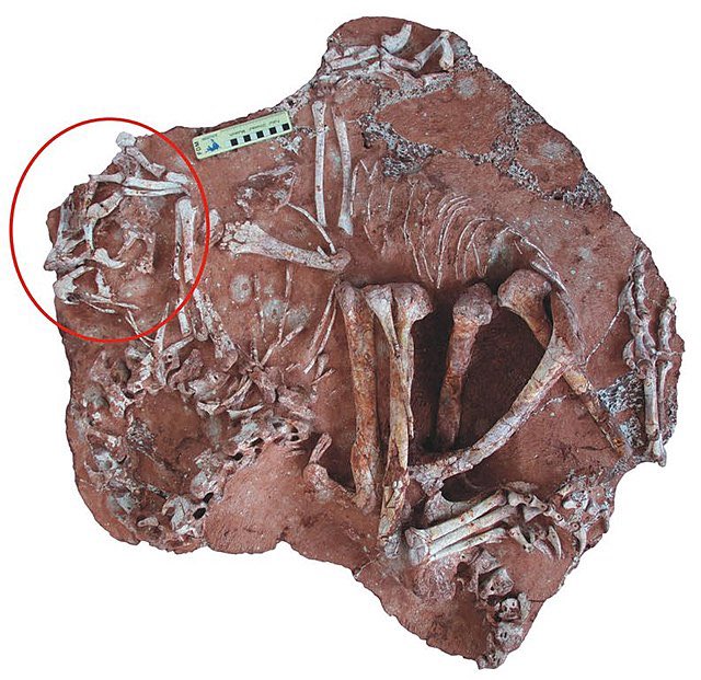 The beautifully preserved holotype of Corythoraptor, skull circled in this picture. This was a small dinosaur, measuring about 1.5 meters in length…