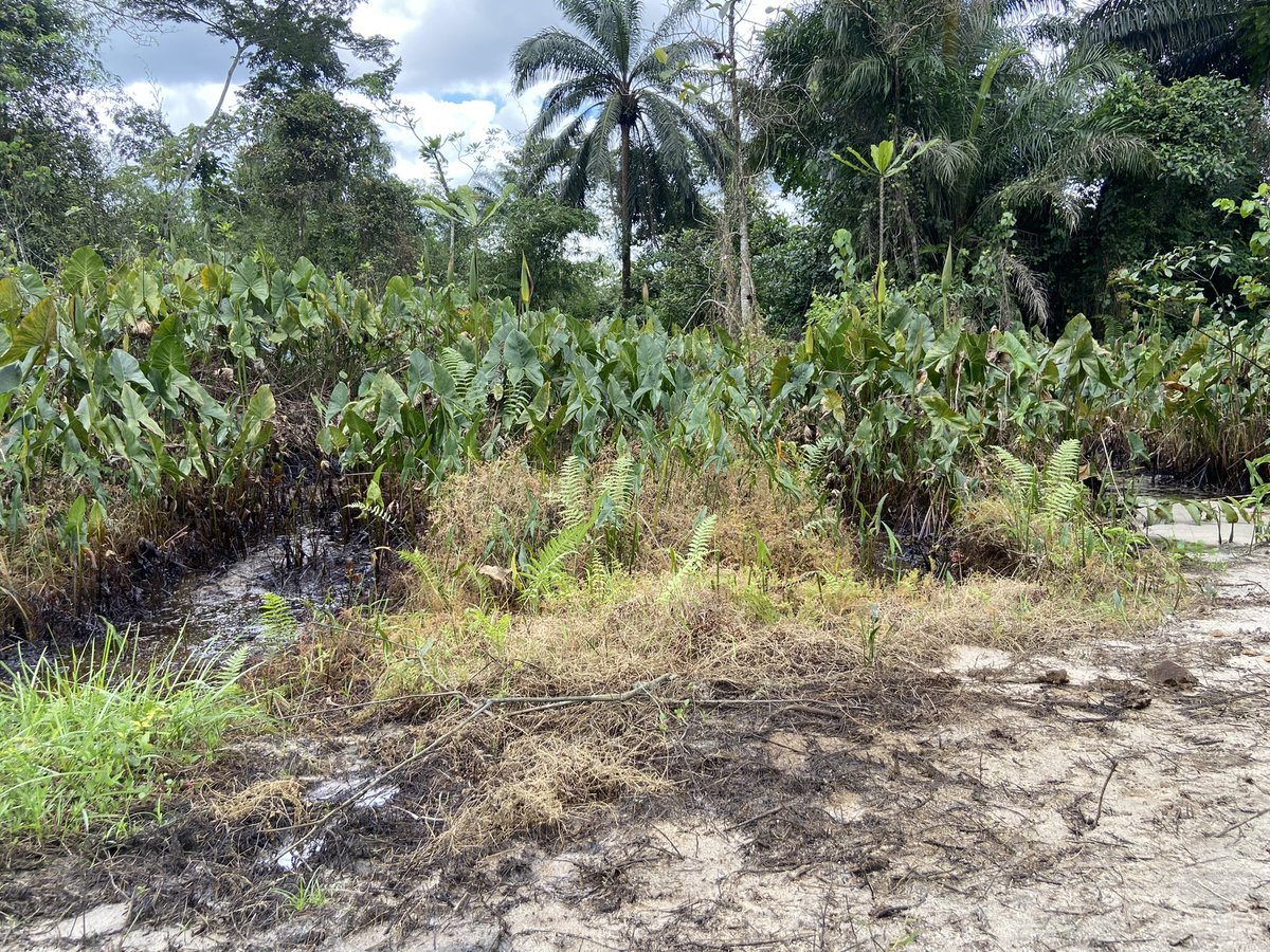 ODUWARE STEPHEN tweet media