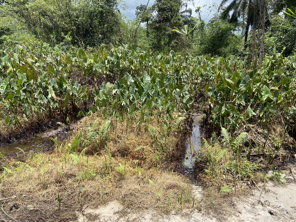 ODUWARE STEPHEN tweet media