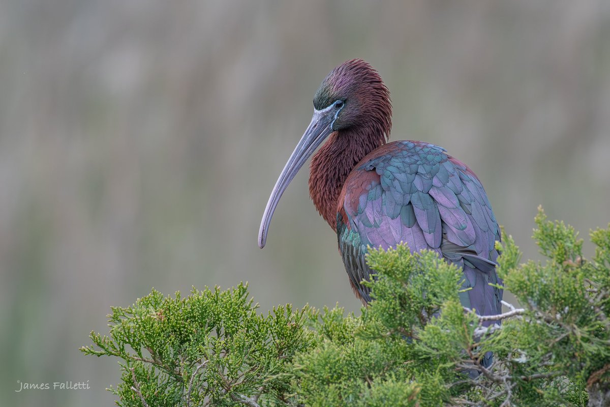 Glossy #Ibis
🔎 Plegadis falcinellus

New Jersey 4/2024
#Nikon D500 📸 

#TwitterNatureCommunity #birdphotography #BirdsSeenIn2024 #BirdsOfTwitter #NaturePhotography #birding @nature_org @mybirdcards @BirdWatchingMag