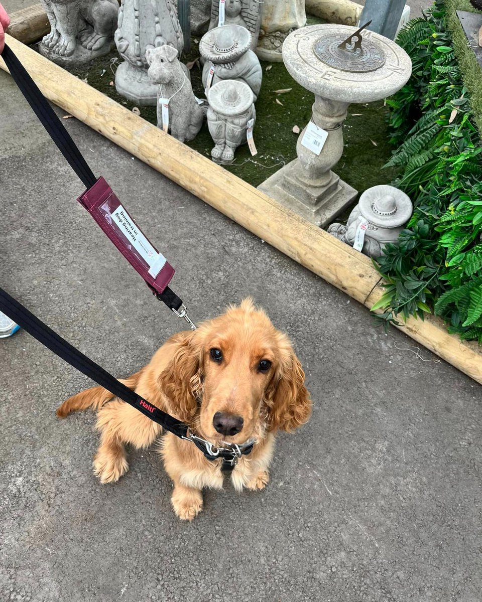 Your favourite bread loaf is back and visiting the garden centre 🍞 Hovis is starting to explore new places as part of the second stage of his puppy training - the Puppy 2 Star ⭐⭐ He's been working on his basic cues like 'sit' and 'wait' and has been doing a super job!
