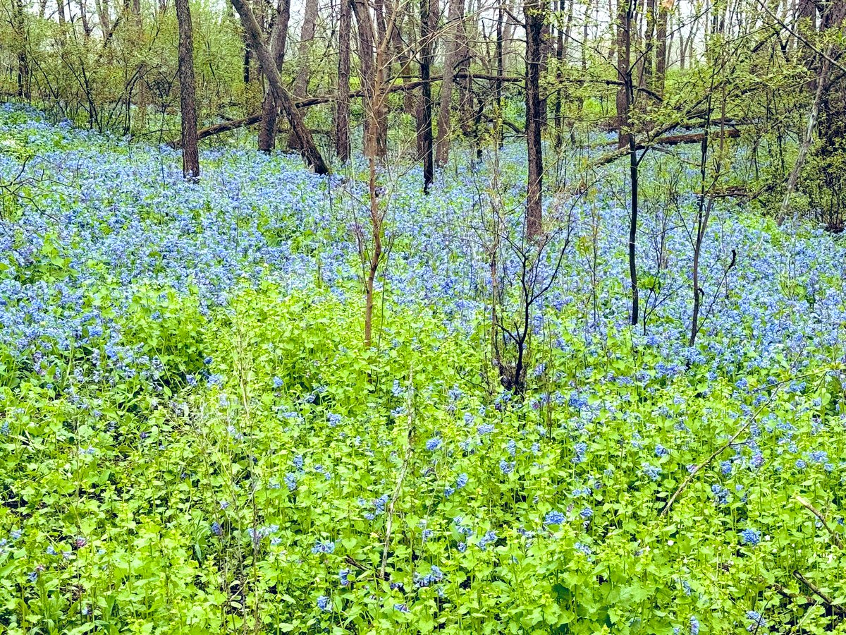 A relaxing 🏃🏻‍♀️ in the 🌧️ accompanied by the beauty of the bluebells. 🪻🪻🪻 When life feels like it is in ⏭️ mode, take time to ⏸️ and enjoy the 🌎 around you! #RunningReflections