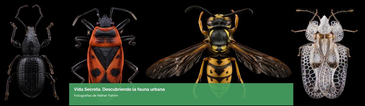 Hoy os recomendamos 'Vida Secreta. Descubriendo la #faunaurbana'🕷️ En esta exposición del @mncn_csic, las fotos de Máher Fahim nos descubren el mundo de los pequeños animales invertebrados que podemos encontrar en jardines y hogares de nuestra ciudad. ➡️ mncn.csic.es/es/visita-el-m…