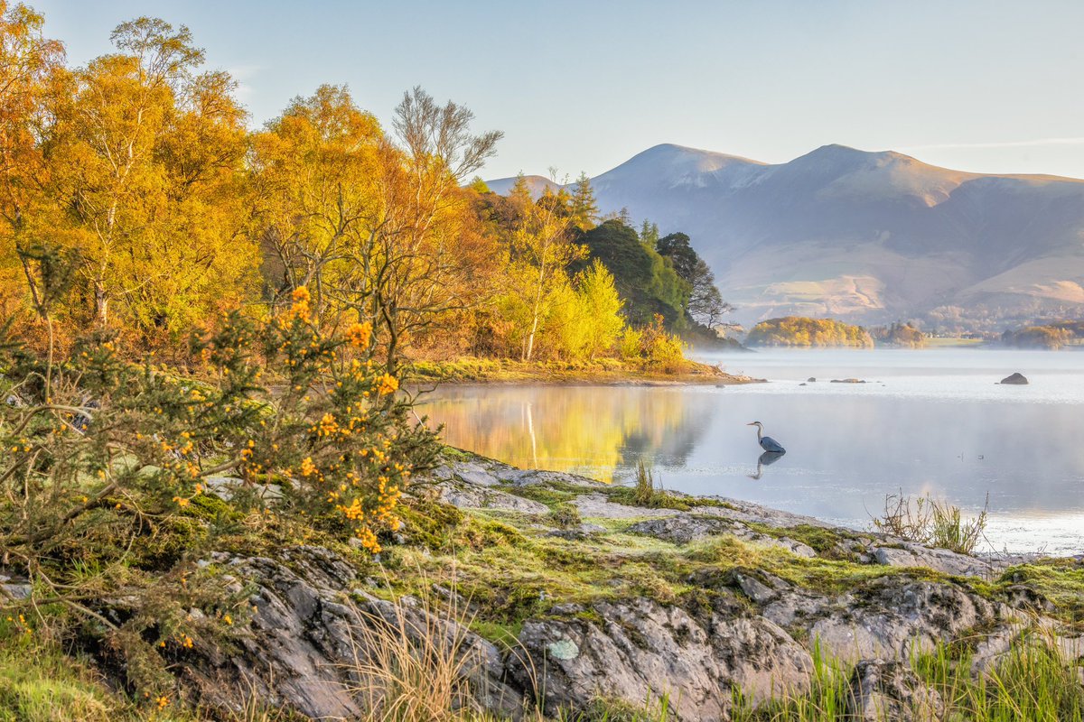 Something from the weekend. A bright, beautiful spring morning on Derwentwater looking towards Skiddaw. The heron in the middle seeking out its breakfast just made the image for me. #LakeDistrict #FSprintmonday