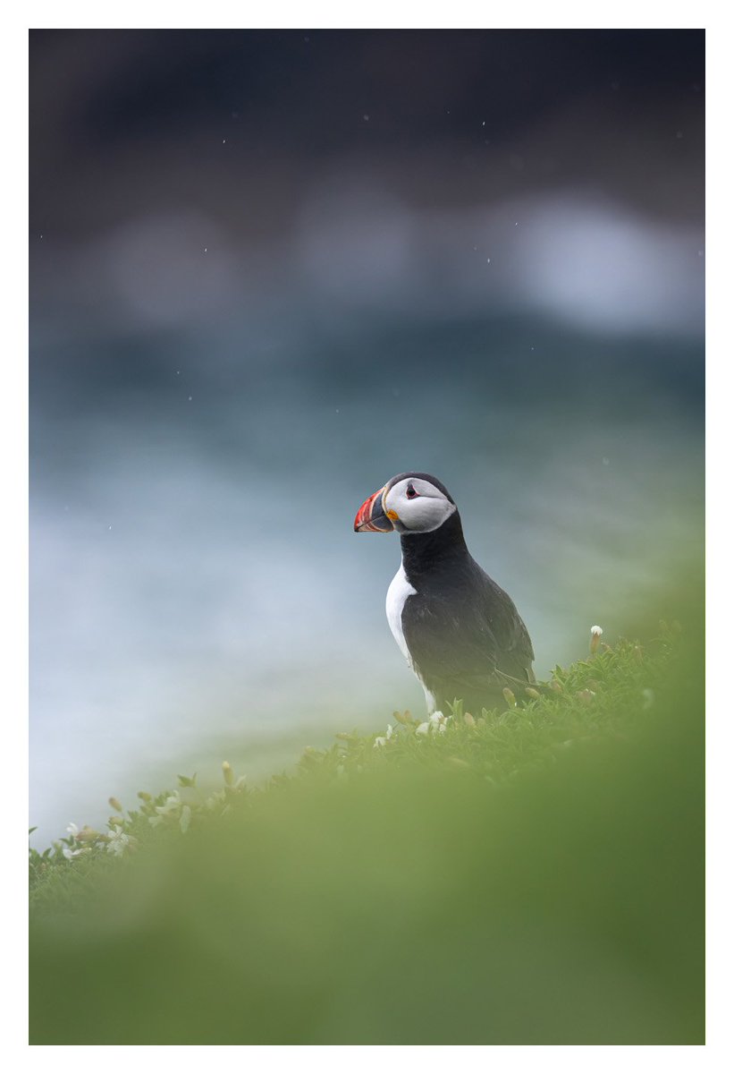 A puffin in the rain #wexmondays #fsprintmonday