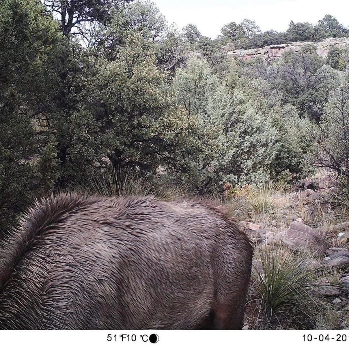 Nature is Amazing ☘️ tweet media