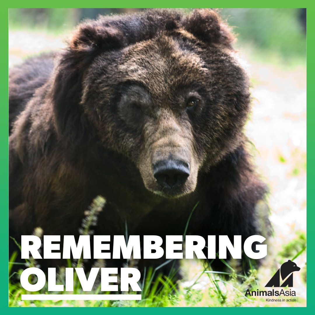 On #WorldVetDay we remember Oliver who after 30 years in a cage survived due to the incredible efforts of our #vets. Without them Oliver would never have experienced four and a half years of freedom at our #sanctuary. Watch Oliver's epic story here youtu.be/_6z21KM8JK8 🤍🐻