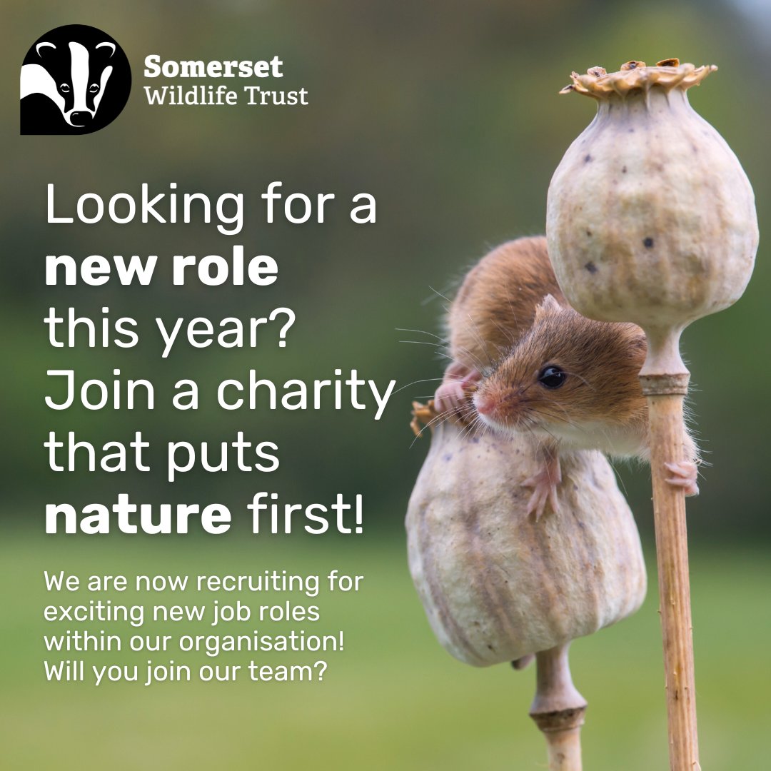 Want to make a real and positive difference to nature, communities and the climate? 🍃 We're currently recruiting for a number of exciting roles within our organisation. 💚 Interested in finding out more? You can find all the roles here: somersetwildlife.org/jobs