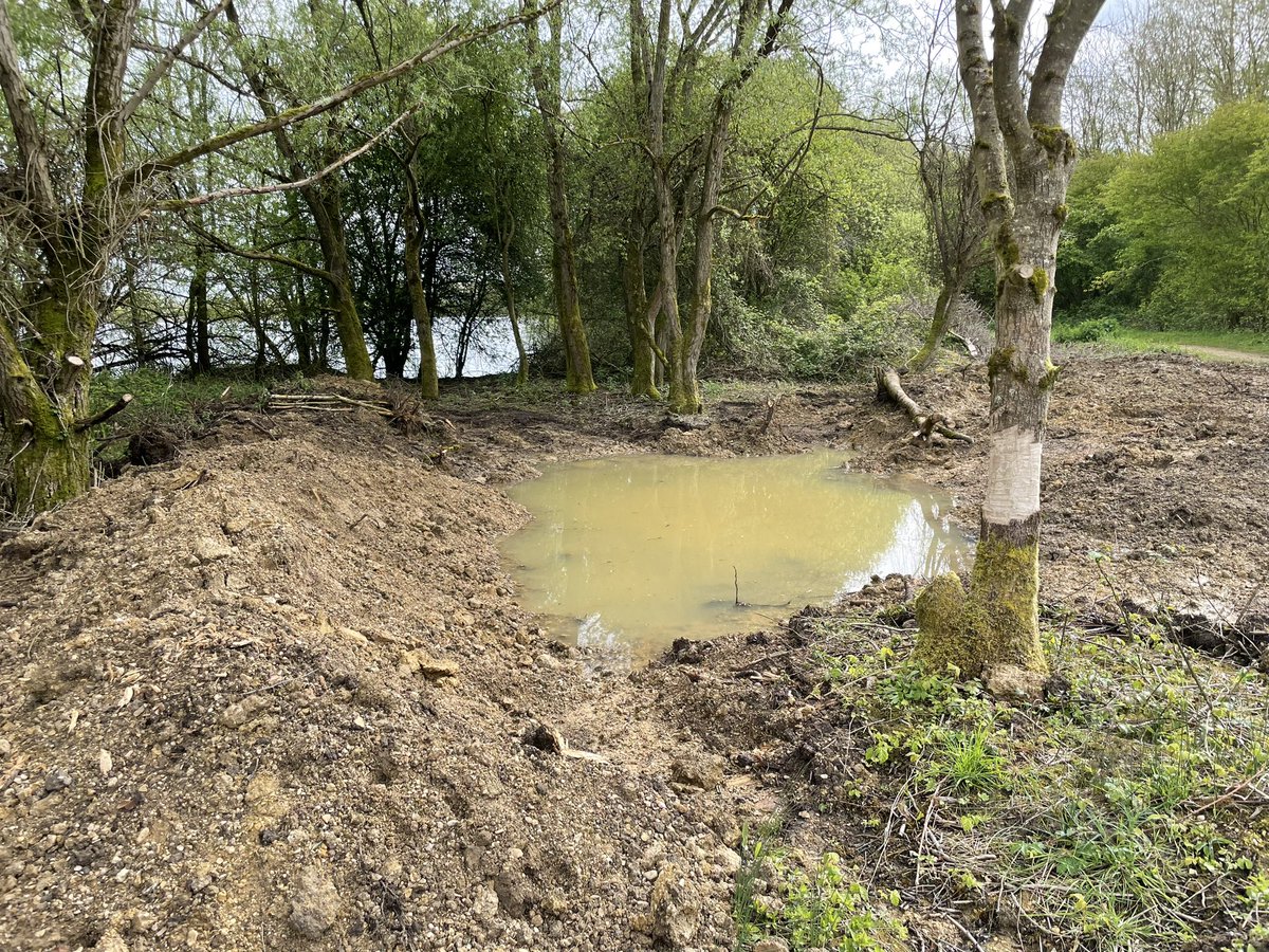 CWPRangers's tweet image. We used some spare digger time to create a new wetland feature on the reserve. This low ground usually collects water during wet periods and so should make a good ephemeral pond. Looking forward to seeing how it develops 💦🐸🌱