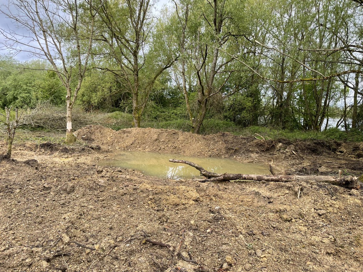 We used some spare digger time to create a new wetland feature on the reserve. This low ground usually collects water during wet periods and so should make a good ephemeral pond. Looking forward to seeing how it develops 💦🐸🌱