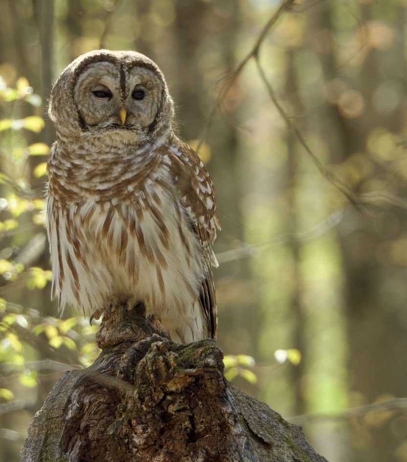 Good Morning Everyone.  #TwitterNatureCommunity #Wildlife #Nature #BarredOwl #Owls