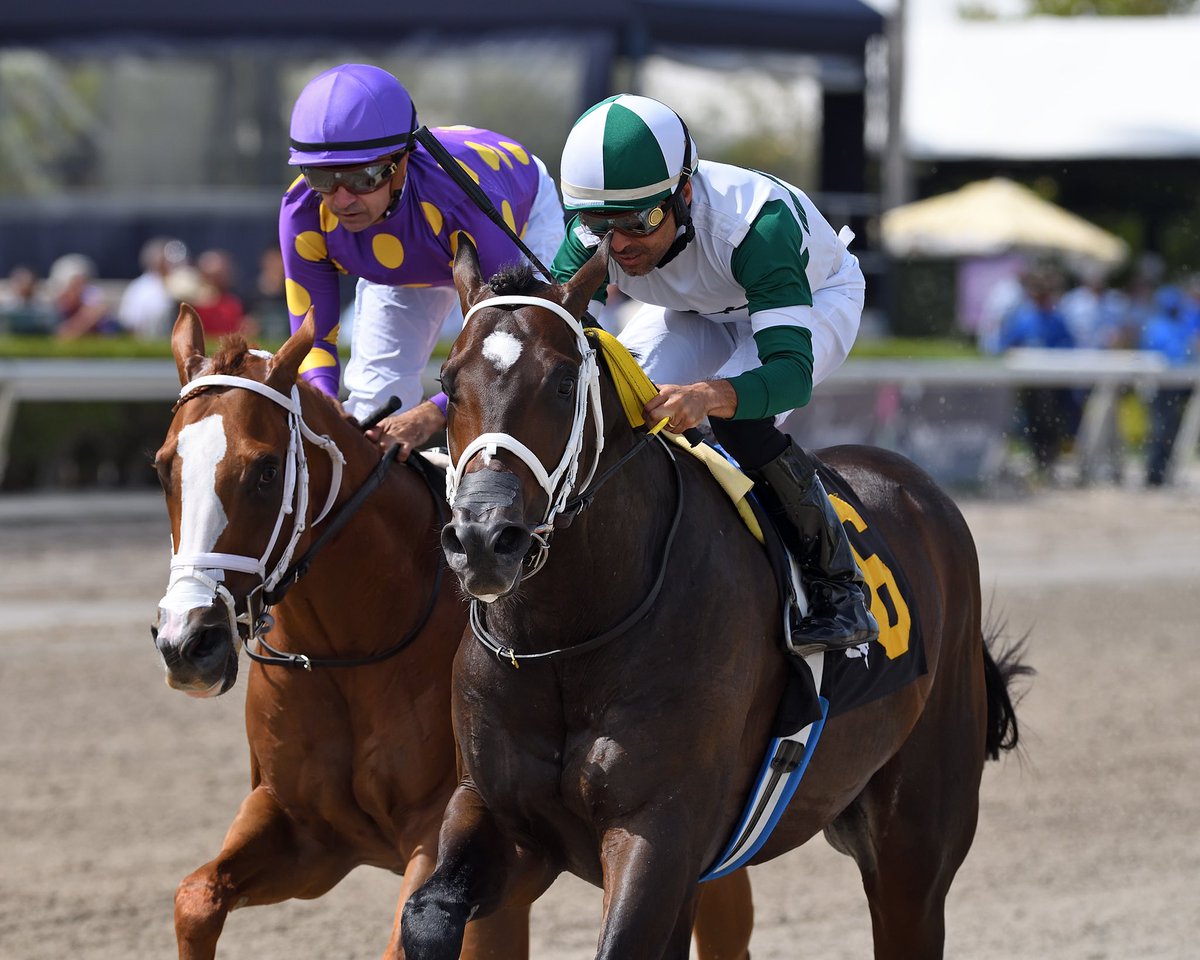 SaffieJosephJr's tweet photo. #29Apr General Ledger
Jockey: Fernando Jara
Trainer: Saffie Joseph, Jr.
Owner: All in Line Stables LLC
Allowance Optional Claiming $75,000 • Dirt
8️⃣th victory for Saffie Joseph, Jr. #GulfstreamPark #RoyalPalmMeet Sunday, April 28, 2024 #TeamJosephJr
📸 @coglianesephoto https://t.co/uH5FeQQZWx