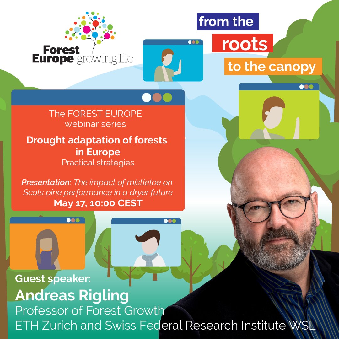 👨🏻‍🏫 Meet our speakers! On May 17, we have a second Webinar on Drought adaptation of forests in Europe. Andreas Rigling, Professor at ETH Zurich and WSL, will present on “The impact of mistletoe on Scots pine performance in a dryer future”. Register here ➡️ forestdroughtadaptation.eventbrite.fi