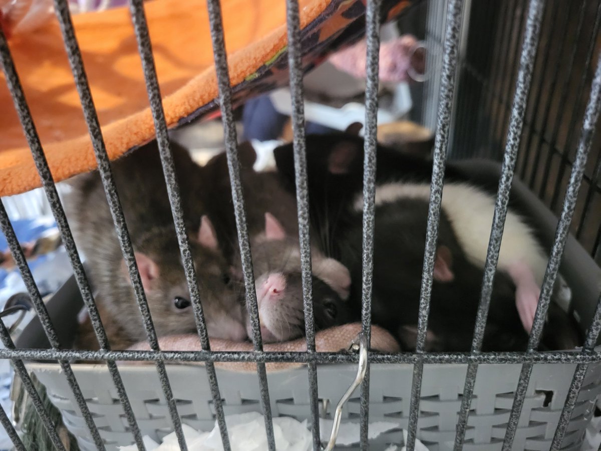 🎶 sleeping in the rat box 🎶