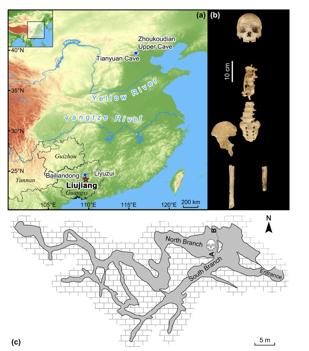2/ The age estimates correspond with the dates of other human fossils in northern China, at Tianyuan Cave (~40.8–38.1 ka) and Zhoukoudian Upper Cave (39.0–36.3 ka), indicating the geographically widespread presence of H. sapiens across Eastern Asia in the Late Pleistocene