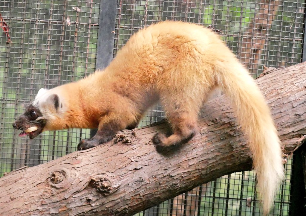 今日(4/29)のホンドテンちゃんです☺️

#井の頭自然文化園　#ホンドテン