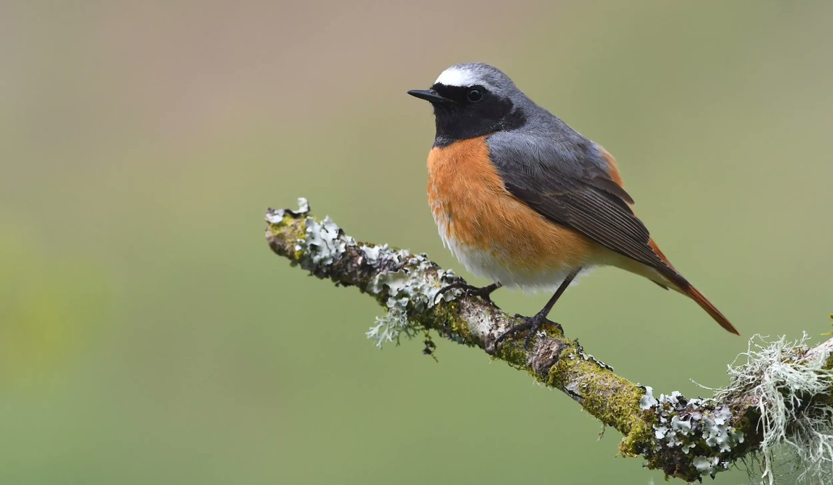 Coombes Valley is home to many birds such as flycatchers and redstarts who come to breed in the spring and early summer and also finches, redwings and fieldfares who visit in winter @RSPBCoombes, photo credit RSPB images