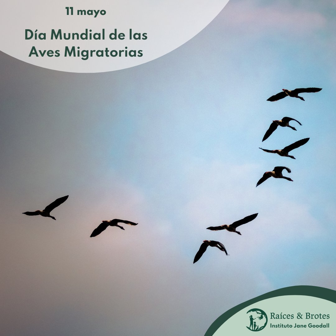 🐦🌍El #DíaMundialDeLasAvesMigratorias es perfecto para salir al campo a observar su belleza y valorar que son, además, vitales para nuestros ecosistemas, ya que su viaje anual contribuye a la dispersión de semillas, control de plagas y fertilización del suelo.
#RaícesYBrotes