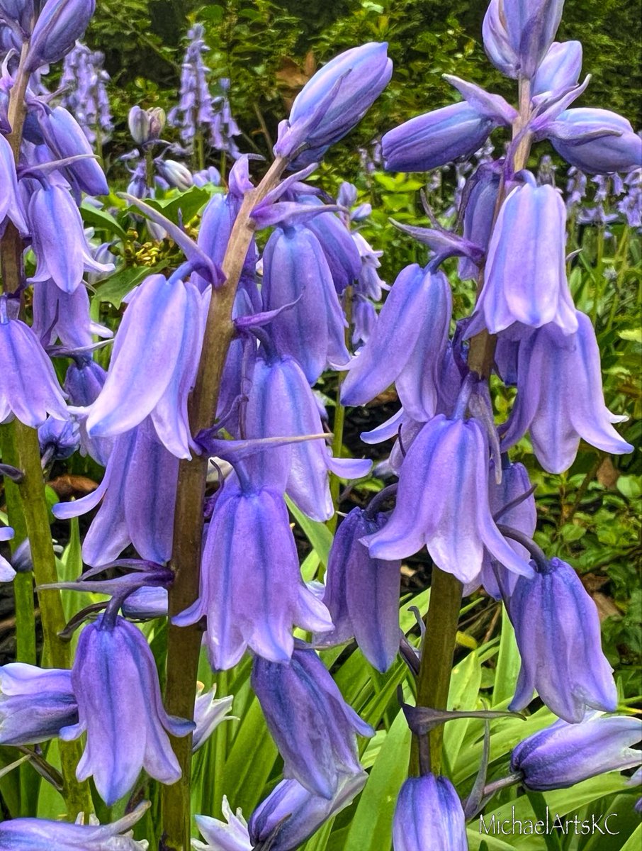 It’s a Bluebell Monday in Laura’s garden. Have a wonderful start to your week. #LaurasGardenKC