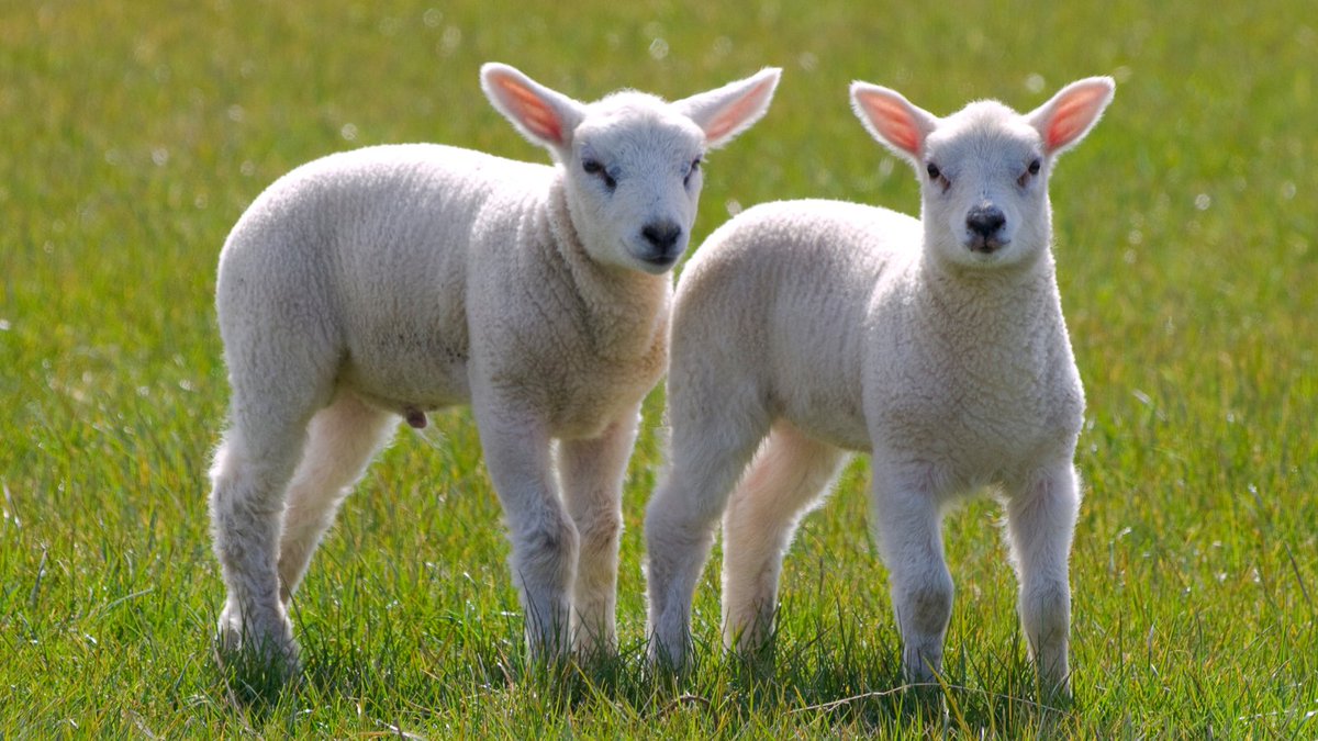 Finally, we’re seeing some nicer weather, along with this year’s lambs out enjoying the spring grass! ☀️ 🐑

Tag us in your #Lambing2024 pictures and we’ll share some of our favourites.

#Lambing #SpringLambs