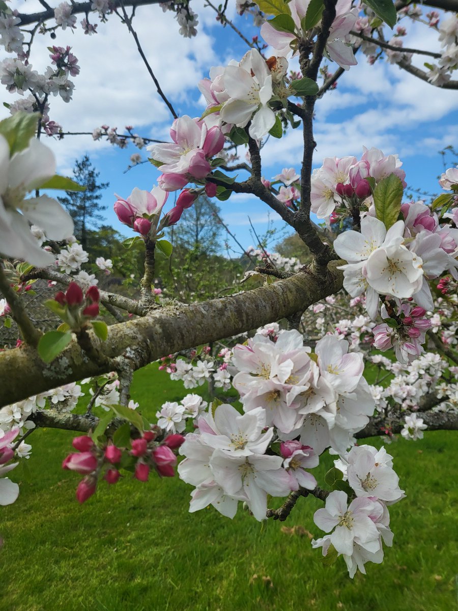 Learn what makes orchards so special and see an exceptional show of fruit blossom in our orchards on one of 3 special tours this Wednesday 1 May as part of the Orchards Networks ‘Blossom Day’ celebrations rhs.org.uk/gardens/rosemo… #OrchardsEverywhere #BlossomWatch @UK_Orch_Network