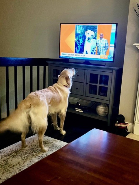 OMG, looks like lil Greta loves watching @reneknottsports on #TISL! Hi Greta!! Her human Jeanie says the golden retriever is barking 'Good morning!' If you'd like to see your pet on TV or online, share and use the hashtag #SammysStars @ksdknews