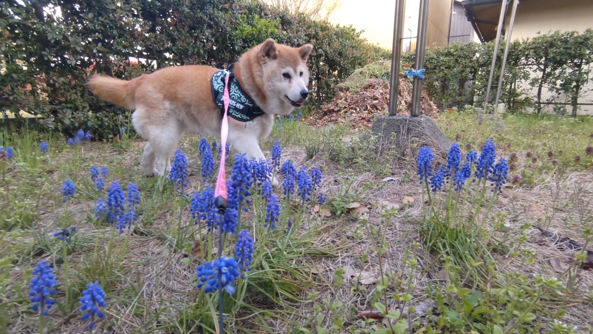 裏庭に植物が生えてきた　#柴犬　#植えてないよ　#花よりオヤツ