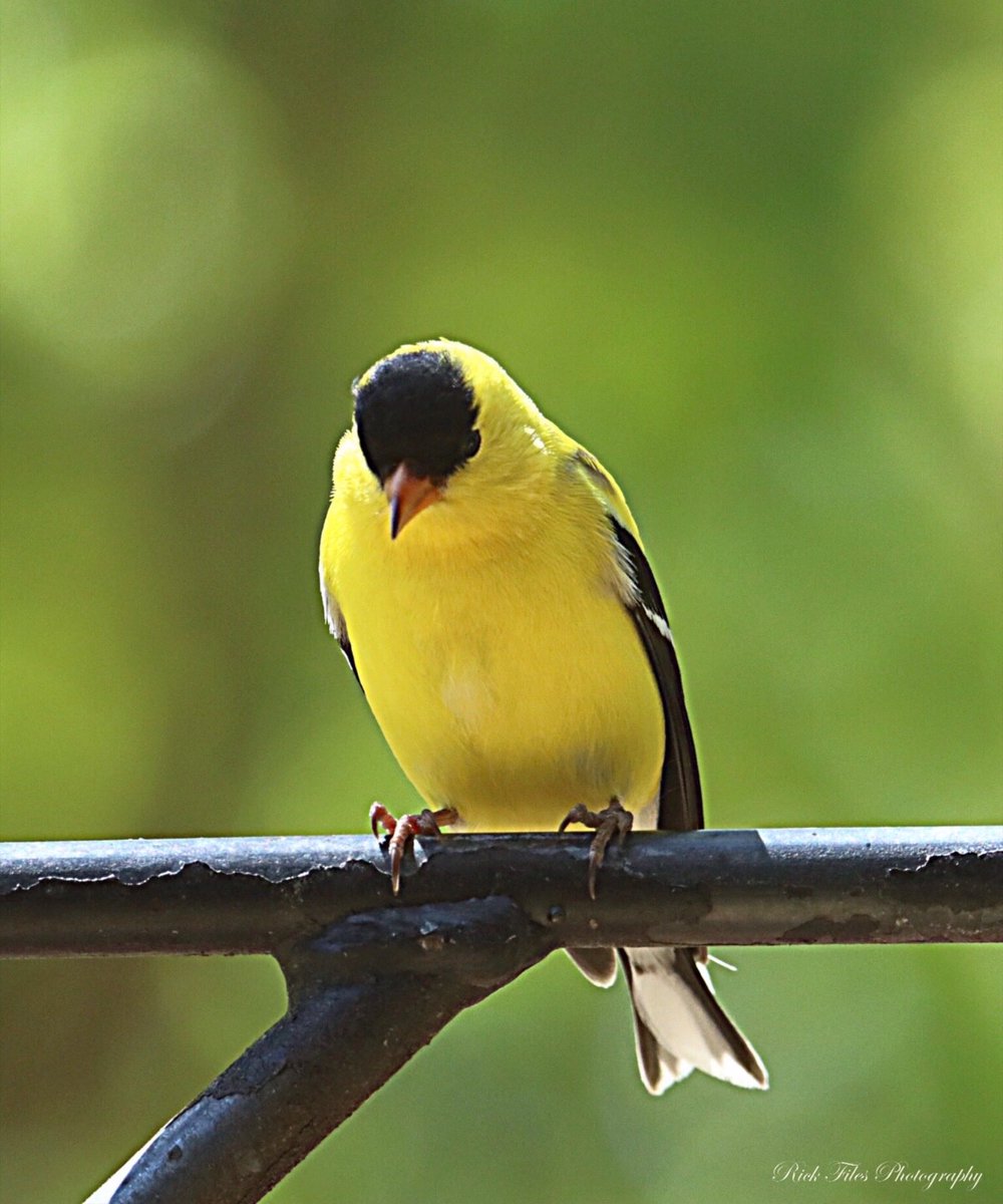 American Goldfinch perched in the midday sun. #Birds #Birding #Wildlife #Nature #TwitterNatureCommunity #BirdPhotography #Photography