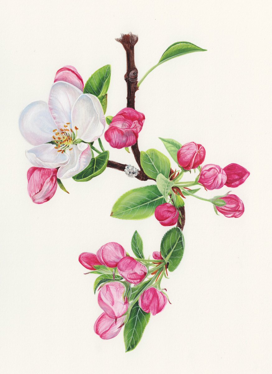 The pretty apple blossom illustration behind the book cover for ‘A Short History of Flowers’ written by @AdvollyR #bookillustration #botanicalillustrator