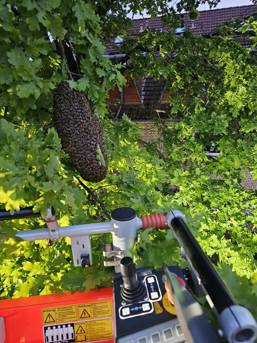 Am Sonntag hatte sich im Ortsteil Ippendorf ein Bienenvolk auf einen Baum verirrt und drohte aufgrund der kühlen Temperaturen zu verenden.
Unsere Drehleiterbesatzung der Feuerwache 1 unterstützte den ortsansässigen Imker bei dem ungewöhnlichen Umzug. hb