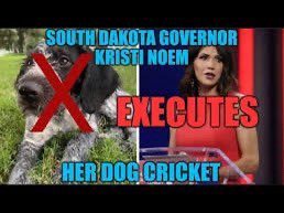 1nonblonde2's tweet image. I’m old enough to remember @CNN @JakeTapper @KateBennett_DC 

running countless stories of how Joe Biden’s dog was aggressive &amp;amp; mean. 
They ran stories about this for months &amp;amp; months bashing Commander.

meanwhile….

#TeamCommander