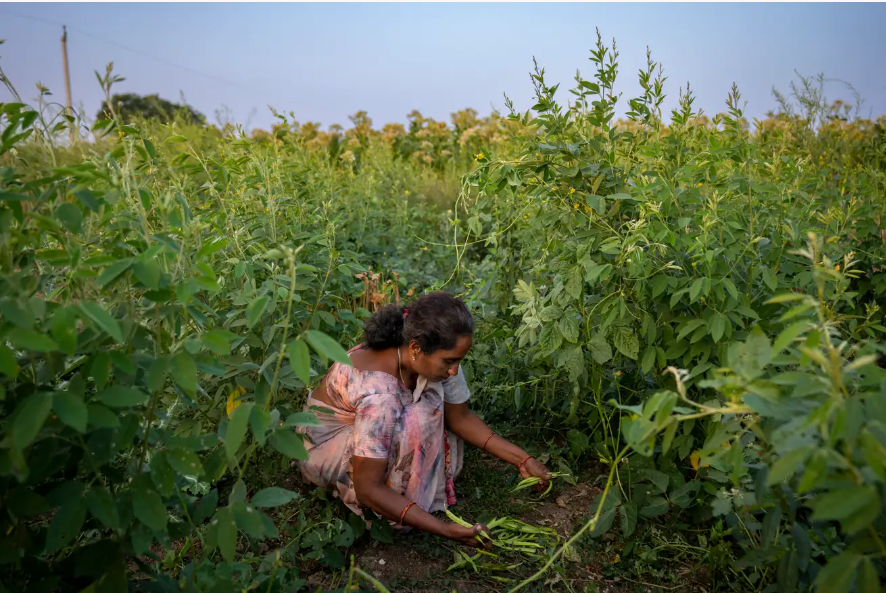 Although playing a pivotal role, women remain invisible in #agriculture. It has been universally acknowledged that #women as #farmers are key to sustainable food systems. In this @CNNnews18 article, our Co-founder, Dharmendra Chandurkar, delves deep into this invisibility,…