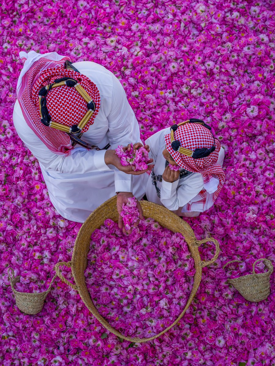 وردنا عز وفخر وقصة أصالة ،
تحكي تاريخ معتق بالعطر 🌸..
#مهرجان_الورد_الطائفي
#وردنا_من_جودنا 
#الورد_الطائفي 
#موسم_الورد 
#موسم_الورد_الطائفي 
#welcometoarabia 
#saudiarabia