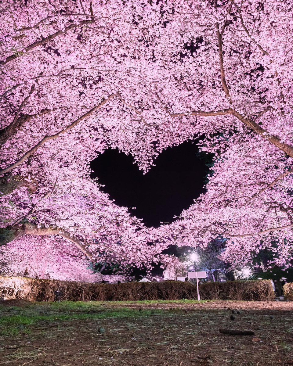 Cherry Blossom 🌸, Japan