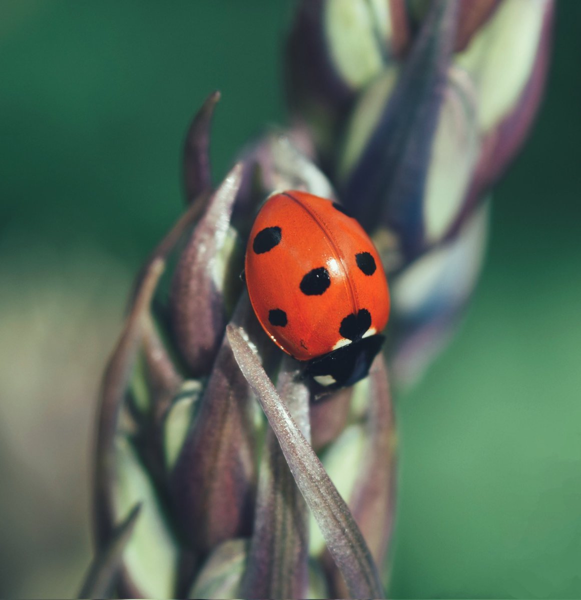 “How brave a ladybug must be! Each drop of rain is big as she.”- Aileen Fisher

#nature #NaturePhotography #macrohour #ThePhotoHour  #ladybird #NatureTherapy