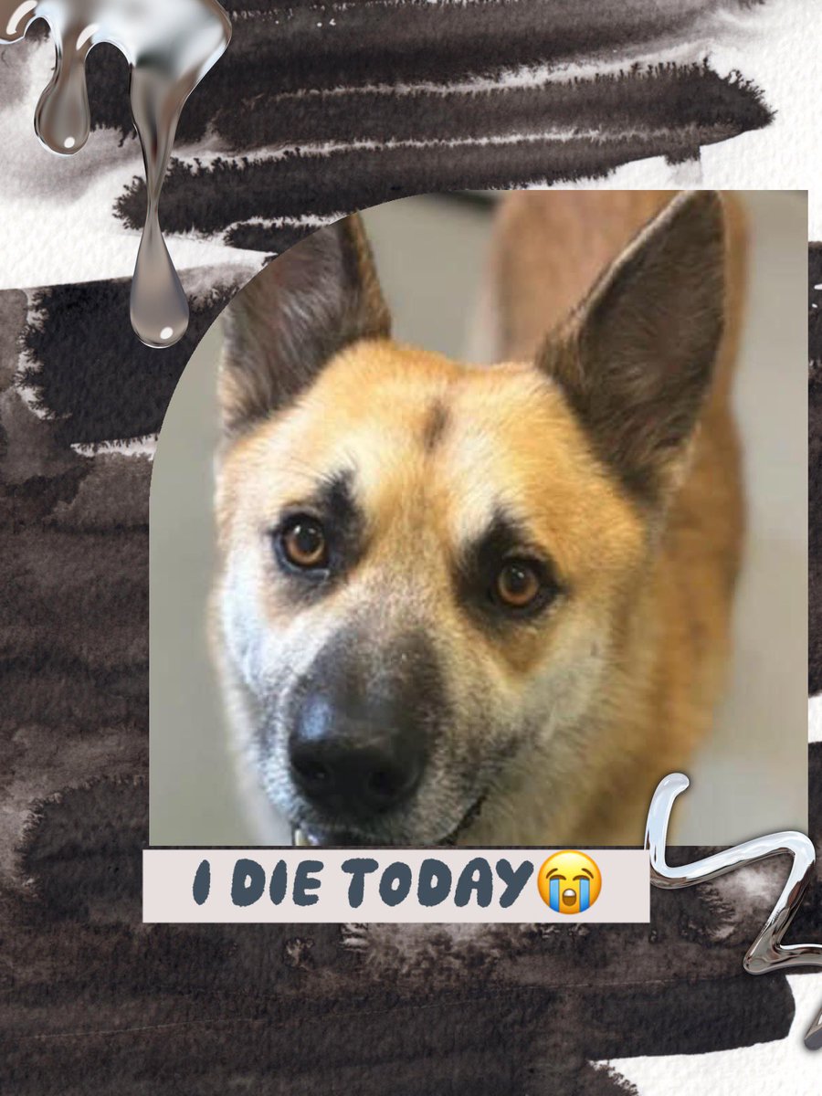 🆘⚠️Folks it’s the end 💔RAMBO here #A366279TODAY in a few hours a💉is waiting for me #Corpuschristi TX AC😭 I don’t understand why none is coming for me😢I am a German Shepherd mix, only 2 ys old, so friendly and social, sweet, happy all the time. I am ❤️‍🩹🪱so I need extra help,…